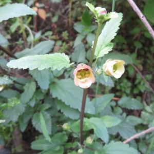 Photographie n°2325163 du taxon Scrophularia trifoliata L. [1759]