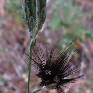 Photographie n°2325197 du taxon Crupina crupinastrum (Moris) Vis.