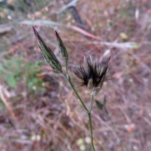 Photographie n°2325198 du taxon Crupina crupinastrum (Moris) Vis.