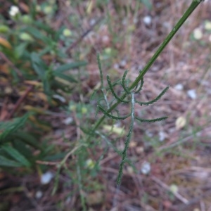Photographie n°2325199 du taxon Crupina crupinastrum (Moris) Vis.