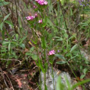 Photographie n°2325240 du taxon Centaurium erythraea Rafn