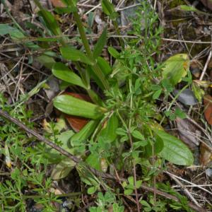 Photographie n°2325241 du taxon Centaurium erythraea Rafn