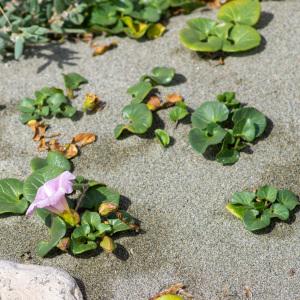 Photographie n°2325243 du taxon Convolvulus soldanella L.