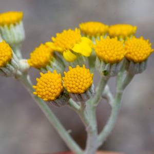 Photographie n°2325259 du taxon Jacobaea maritima (L.) Pelser & Meijden [2005]