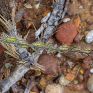 Photographie n°2325289 du taxon Silene gallica L.