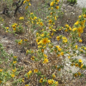 Photographie n°2325300 du taxon Scolymus hispanicus L. [1753]