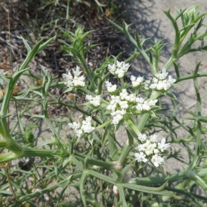 Photographie n°2325309 du taxon Echinophora spinosa L. [1753]