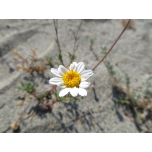 Anthemis littoralis Clemente (Anthémis maritime)