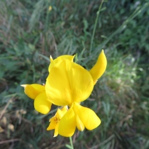 Photographie n°2325335 du taxon Genista 