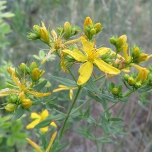  - Hypericum perforatum var. perforatum 