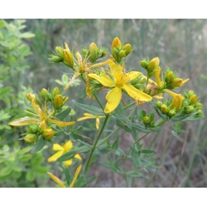 Hypericum perforatum L. var. perforatum (Millepertuis commun)