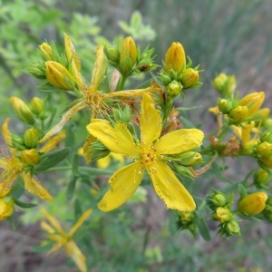  - Hypericum perforatum var. perforatum 