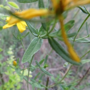  - Hypericum perforatum var. perforatum 