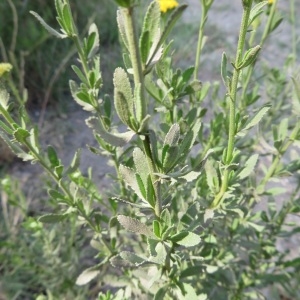  - Achillea ageratum L. [1753]