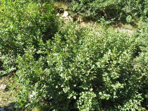 Pauline Guillaumeau, le 30 juillet 2019 (Monte Renoso, 20227 Bocognano, France)