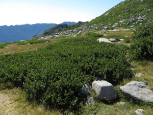 Pauline Guillaumeau, le 30 juillet 2019 (Monte Renoso, 20227 Bocognano, France)