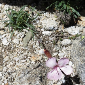 Photographie n°2325386 du taxon Dianthus siculus C.Presl