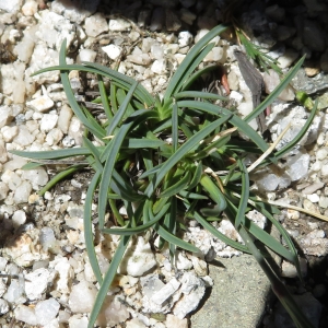  - Dianthus siculus C.Presl [1822]