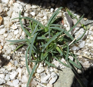 Pauline Guillaumeau, le 30 juillet 2019 (Monte Renoso, 20227 Bocognano, France)