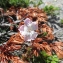  Pauline Guillaumeau - Dianthus siculus C.Presl [1822]