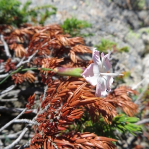  - Dianthus siculus C.Presl [1822]