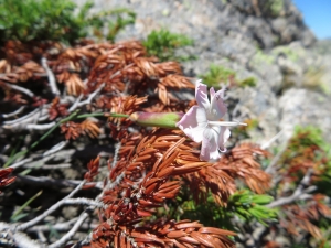 Pauline Guillaumeau, le 30 juillet 2019 (Monte Renoso, 20227 Bocognano, France)