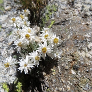 Photographie n°2325390 du taxon Castroviejoa frigida (Labill.) Galbany, L.Sáez & Benedi [2004]