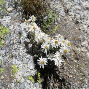 Photographie n°2325392 du taxon Castroviejoa frigida (Labill.) Galbany, L.Sáez & Benedi [2004]