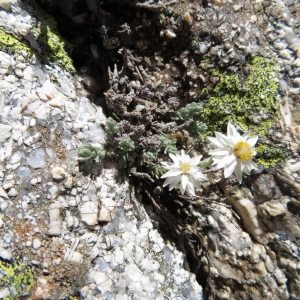Photographie n°2325393 du taxon Castroviejoa frigida (Labill.) Galbany, L.Sáez & Benedi [2004]
