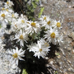 Photographie n°2325394 du taxon Castroviejoa frigida (Labill.) Galbany, L.Sáez & Benedi [2004]