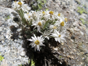 Pauline Guillaumeau, le 30 juillet 2019 (Monte Renoso, 20227 Bocognano, France)