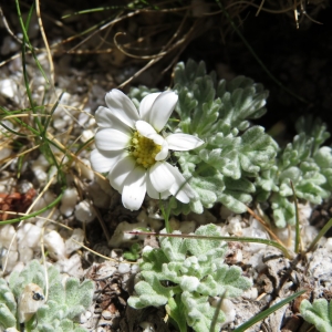 Photographie n°2325406 du taxon Leucanthemopsis alpina subsp. tomentosa (Loisel.) Heywood [1975]