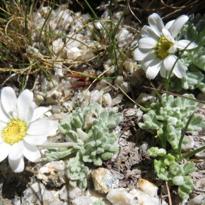 Photographie n°2325407 du taxon Leucanthemopsis alpina subsp. tomentosa (Loisel.) Heywood [1975]