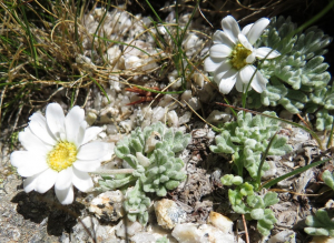 Pauline Guillaumeau, le 30 juillet 2019 (Monte Renoso, 20227 Bocognano, France)