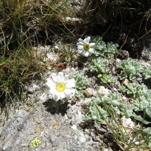  - Leucanthemopsis alpina subsp. tomentosa (Loisel.) Heywood [1975]