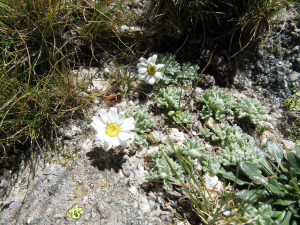 Pauline Guillaumeau, le 30 juillet 2019 (Monte Renoso, 20227 Bocognano, France)