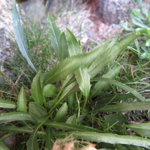 Photographie n°2325412 du taxon Phyteuma serratum Viv.
