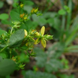 Photographie n°2325451 du taxon Hypericum tetrapterum Fr. [1823]