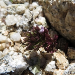 Photographie n°2325453 du taxon Euphrasia nana (Rouy) Prain [1913]