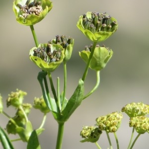 Photographie n°2325457 du taxon Bupleurum stellatum L. [1753]