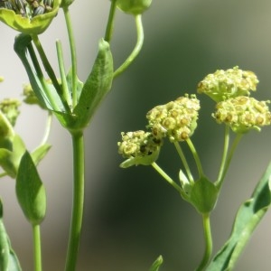 Photographie n°2325460 du taxon Bupleurum stellatum L. [1753]