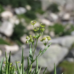 Photographie n°2325463 du taxon Bupleurum stellatum L. [1753]