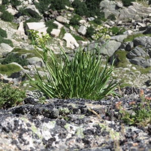 Photographie n°2325467 du taxon Bupleurum stellatum L. [1753]