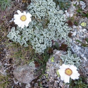 Leucanthemopsis alpina subsp. tomentosa (Loisel.) Heywood (Marguerite laineuse)