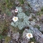  Pauline Guillaumeau - Leucanthemopsis alpina subsp. tomentosa (Loisel.) Heywood [1975]