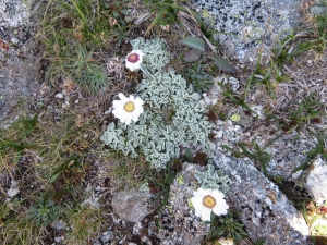 Pauline Guillaumeau, le 30 juillet 2019 (Monte Renoso, 20227 Bocognano, France)