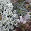  Pauline Guillaumeau - Leucanthemopsis alpina subsp. tomentosa (Loisel.) Heywood [1975]