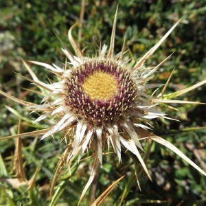  - Carlina macrocephala Moris [1827]