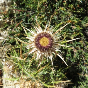 Carlina macrocephala Moris (Carline à gros capitules)