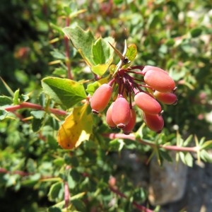  - Berberis aetnensis C.Presl [1826]